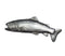 Rainbow Trout Pewter Pin